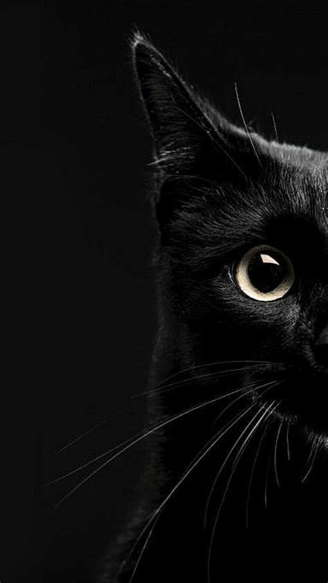 black cat wallpaper hd|aesthetic black cat wallpaper.